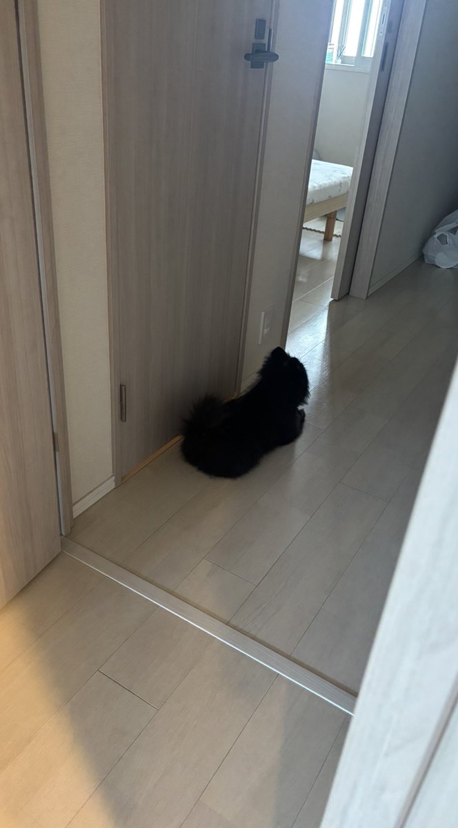 黒ポメラニアンのぷーちゃん tweet media