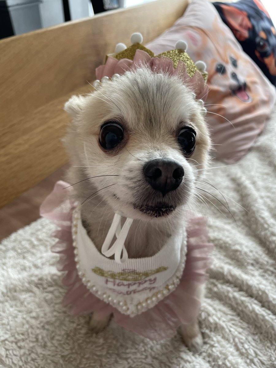 anchanpretty's tweet photo. 我が家の次男坊
10歳のバースデー
おめでとう^_^ https://t.co/Aqrgnhyn9c