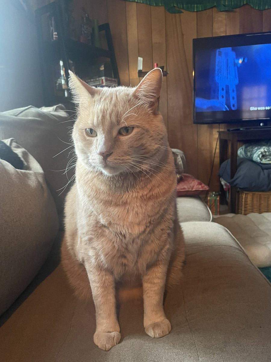 I love this pic of my baby Max. Just a true sweet, stupid, baby.
A very fine unit.