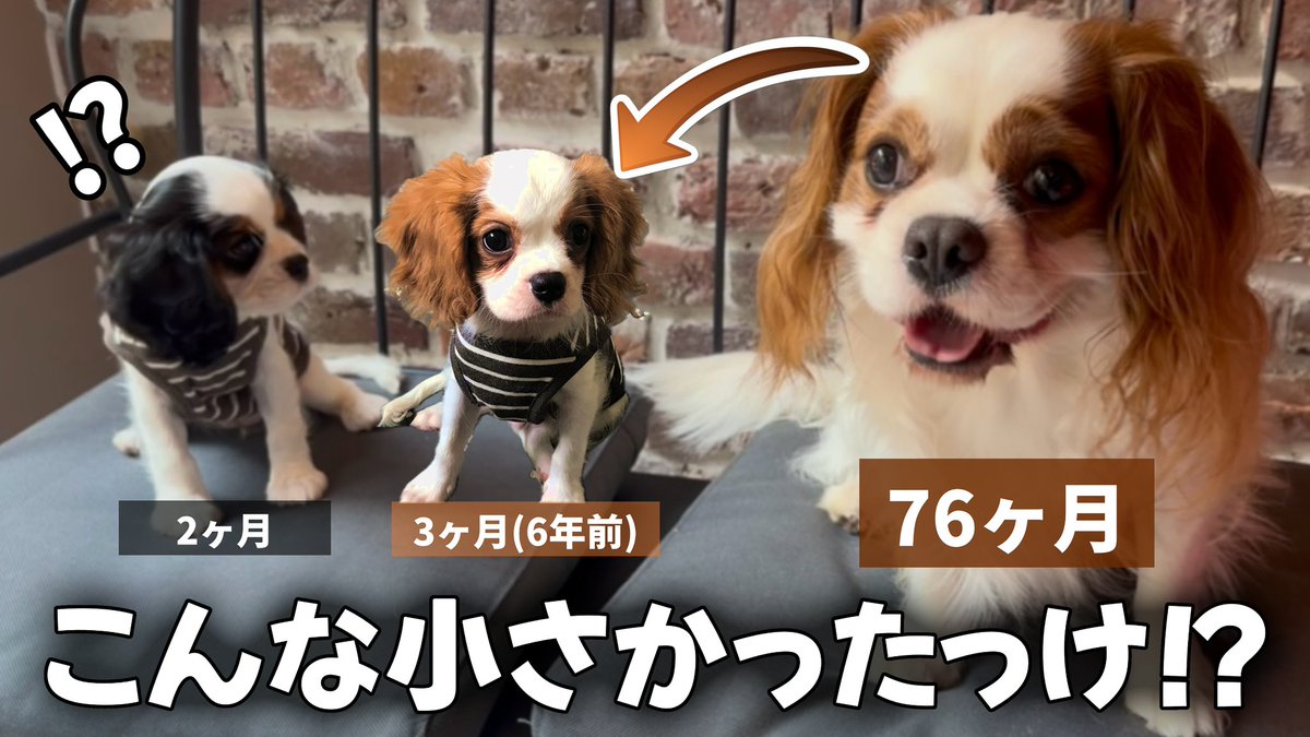 CavalierRucchan's tweet photo. 【YouTube更新】

子犬をお迎えしたので先住犬の子犬時代を
振り返ってみたらエモすぎて泣けた🐶

#子犬お迎え #子犬 #キャバリア #キャバリアるっちゃん #犬好きさんと繋がりたい #犬のいる暮らし

↓【🐶YouTube遊びにきてね🐶】↓
https://t.co/YfeqpHQLeK https://t.co/jyTmkNUaYC