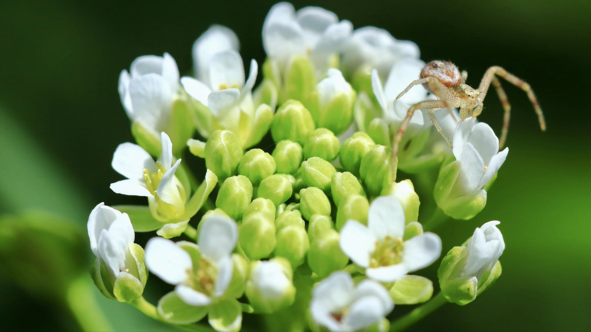 Remember to check your flowers for spiders!
