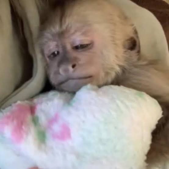 Yumi 🪭 tweet media