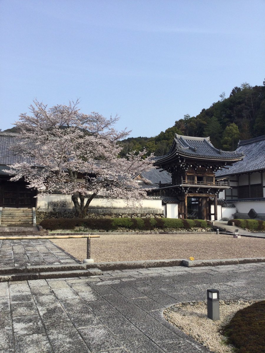 sesshutei's tweet photo. 今日（28日）常栄寺雪舟庭の桜です🌸
きれいに咲いていますよ https://t.co/11bK0MpXEK