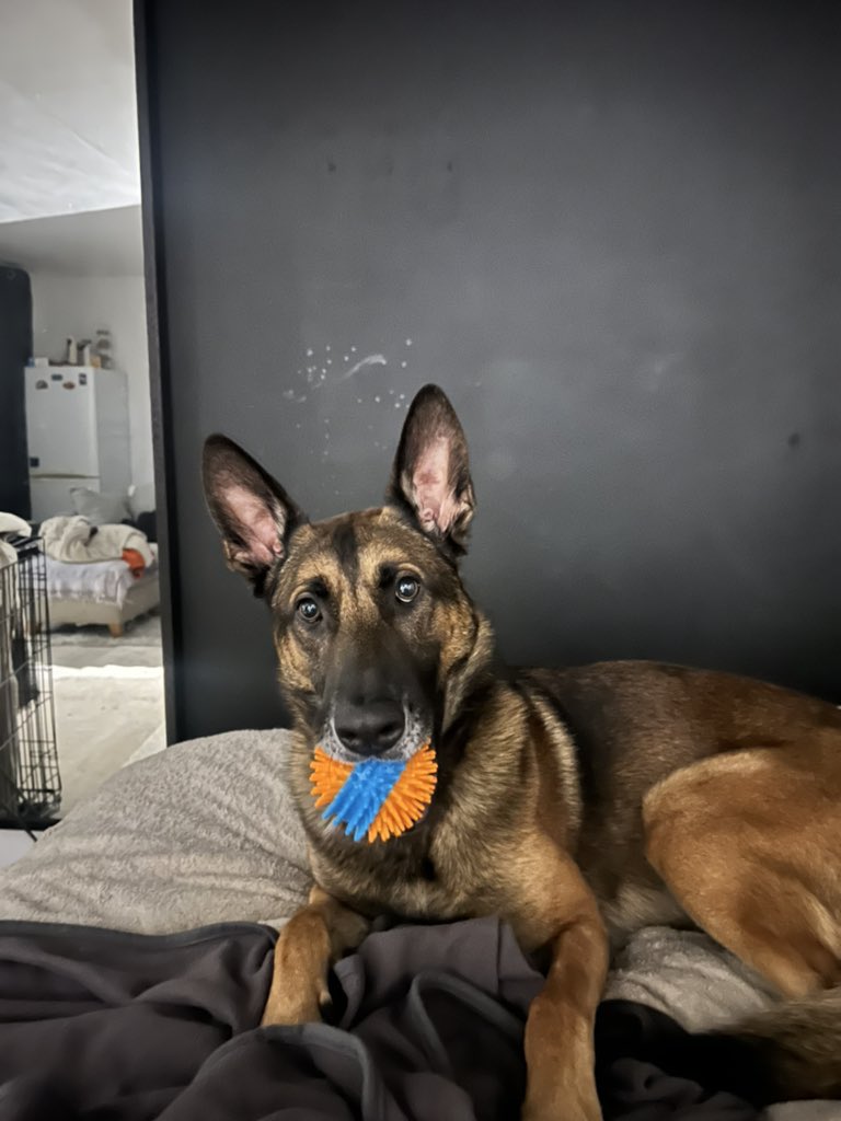 Persian Prince 🐺 tweet media