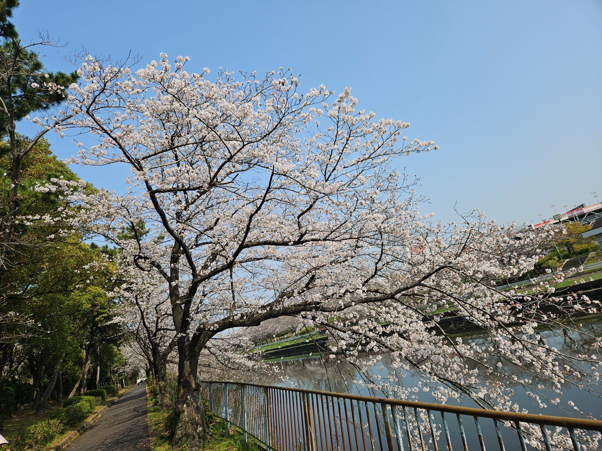 samurai_5031's tweet photo. まぁまぁ咲いてますな🌸 https://t.co/yZzHN3NV5O