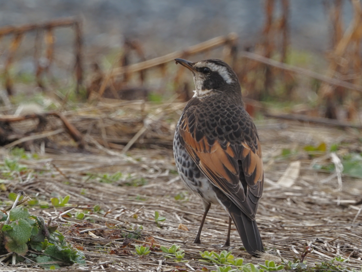 HszDGU3tpa6472's tweet photo. #ツグミ #DuskyThrush #鳥 #鳥の写真 #野鳥写真 #野鳥 https://t.co/uNQzMG8dZ3