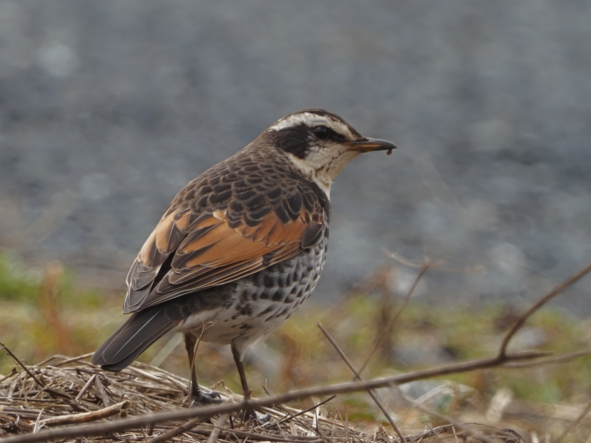 HszDGU3tpa6472's tweet photo. #ツグミ #DuskyThrush #鳥 #鳥の写真 #野鳥写真 #野鳥 https://t.co/uNQzMG8dZ3