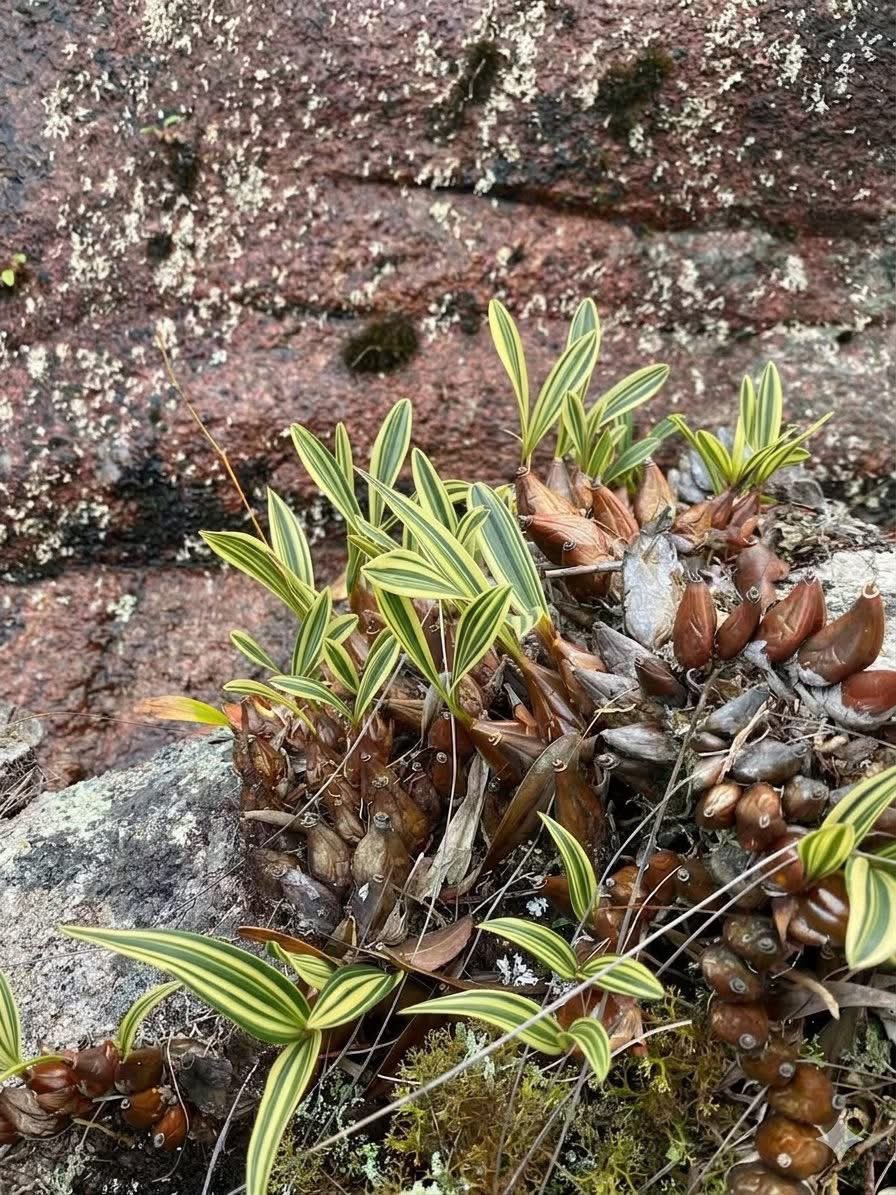 Cong Phan tweet media