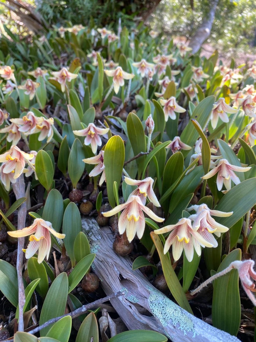 Cong Phan tweet media