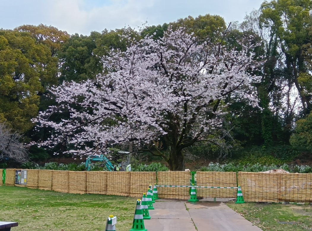 おはようございます #清澄庭園 です🙂#ソメイヨシノ が見ごろになりましたが 今年は 菖蒲田の橋の架け替え工事範囲になり 仮囲いのなかにありますので ご理解ください🙇
当園の桜は自由広場にあり 染井吉野(見ごろ)1本🌸里桜(蕾)5本🌸寒緋桜(葉桜)2本🌸の8本だけです
#東京 #江東区
#清澄白河