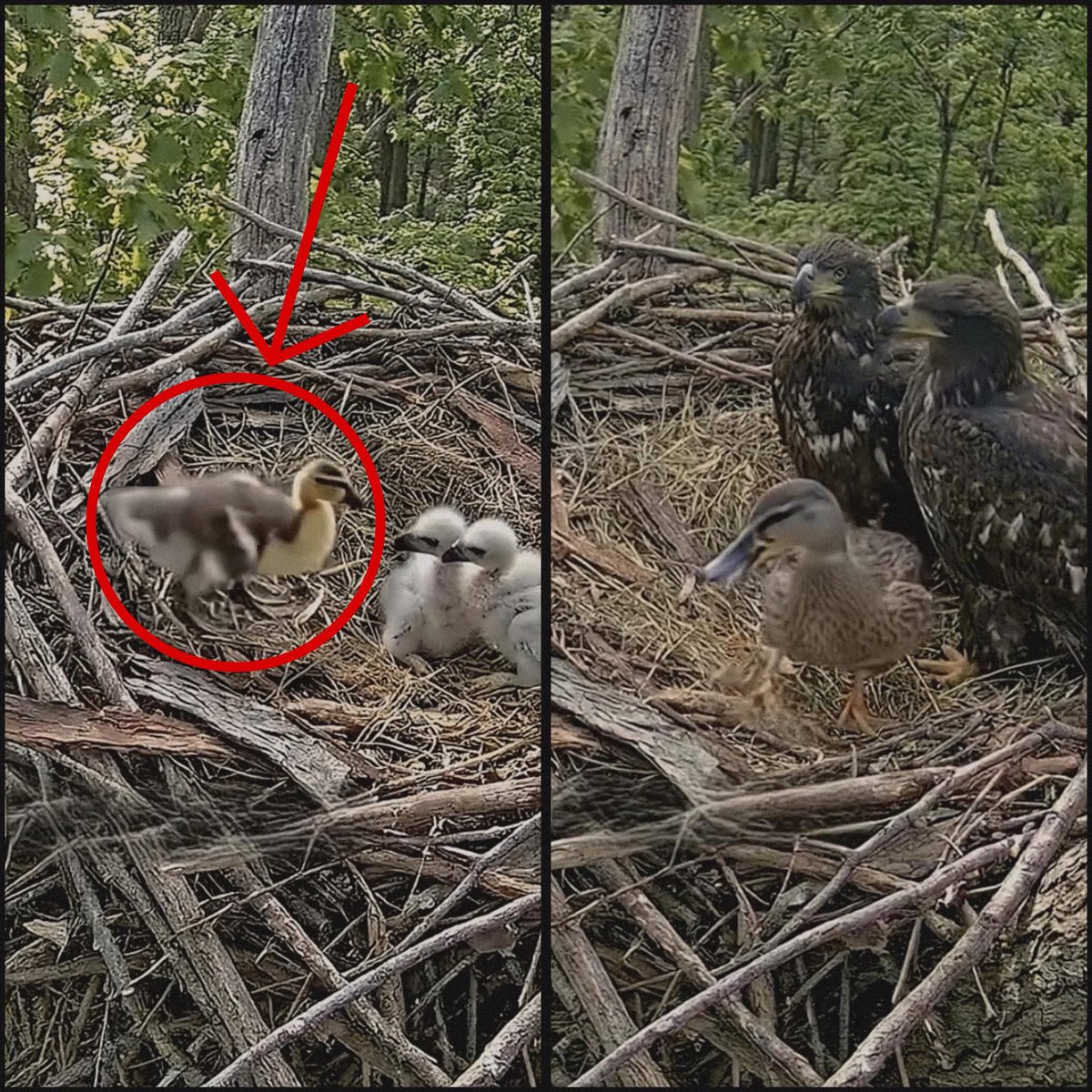 MrPitbull07's tweet photo. A camera set up to watch an eagle nest captured something no one expected, a duckling living among the chicks instead of becoming their next meal.

The camera had originally been placed high in a quiet forest to monitor an eagle nest and document how the mother cared for her young. For days, the footage showed what people expected to see. The eagle returned again and again, feeding her chicks, protecting the nest, and making sure they stayed strong as they grew.

However, one day, the eagle returned to the nest carrying a duckling. At first, people watching the footage assumed the same thing. They believed the duckling had been brought back as food, and many expected the clip to end the way nature often does. But instead of tearing it apart or feeding it to the chicks, the eagle left the duckling alive in the nest.

Weeks passed. As the nest continued to be monitored, viewers could hardly believe what they were seeing. The duckling grew up beside the young eagles, sharing space in a place where no one thought it would survive even a single day.

In a world where nature is often defined by instinct and survival, this looked like something far more unusual. Instead of treating the duckling as prey, the eagle seemed to allow it to remain, creating the kind of rare encounter that left people questioning whether they were witnessing nothing more than instinct,  or something that looked strangely close to compassion.