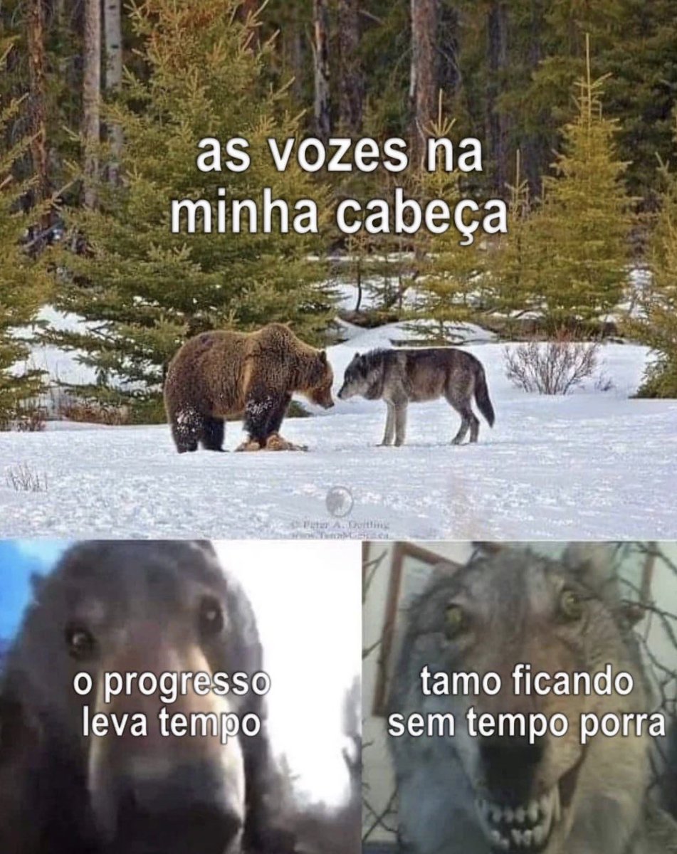 cael o ultimo criativo tweet media