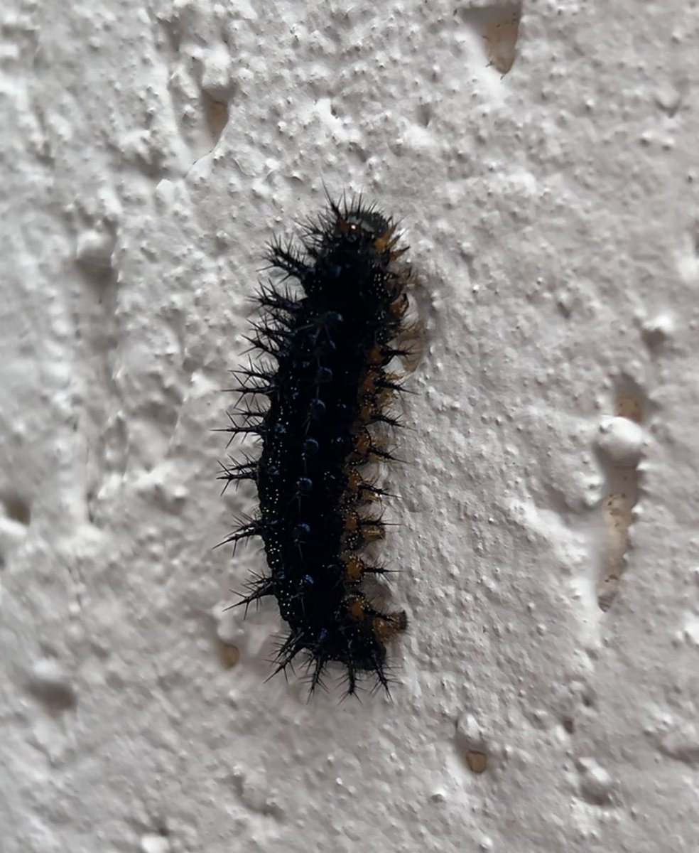 ⏦ mimi!🍦 tweet media