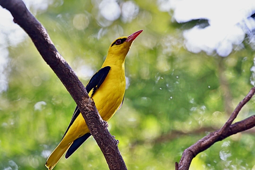 AnandMadabhushi tweet media