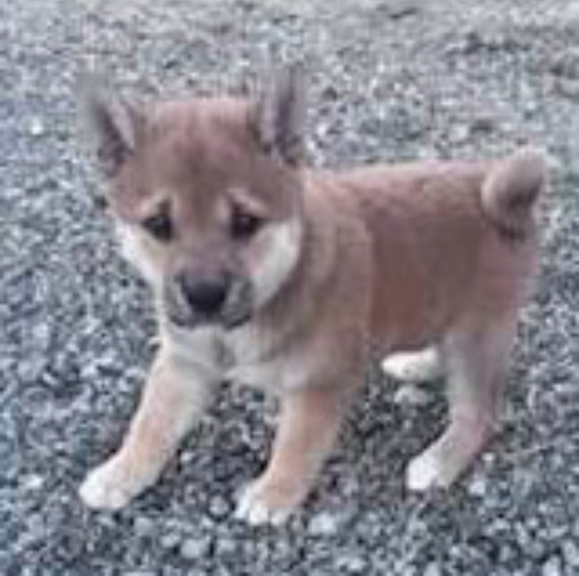 YURI KOZLOV tweet media