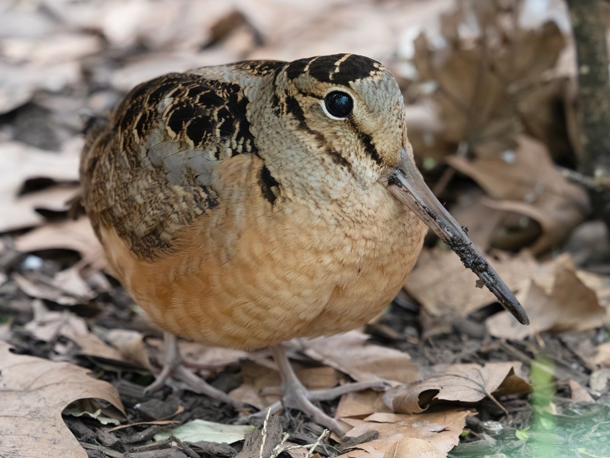 Richie Vitale tweet media