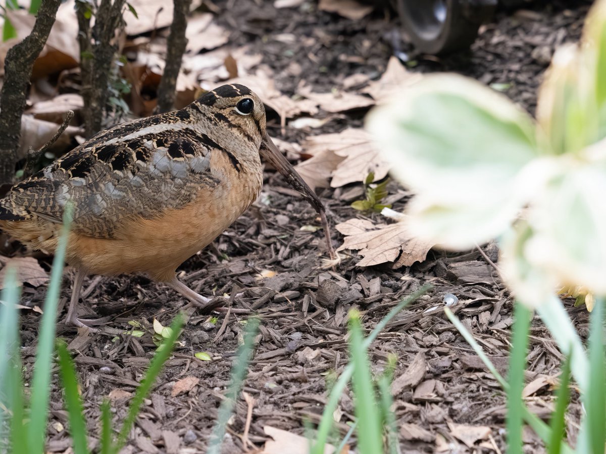 Richie Vitale tweet media