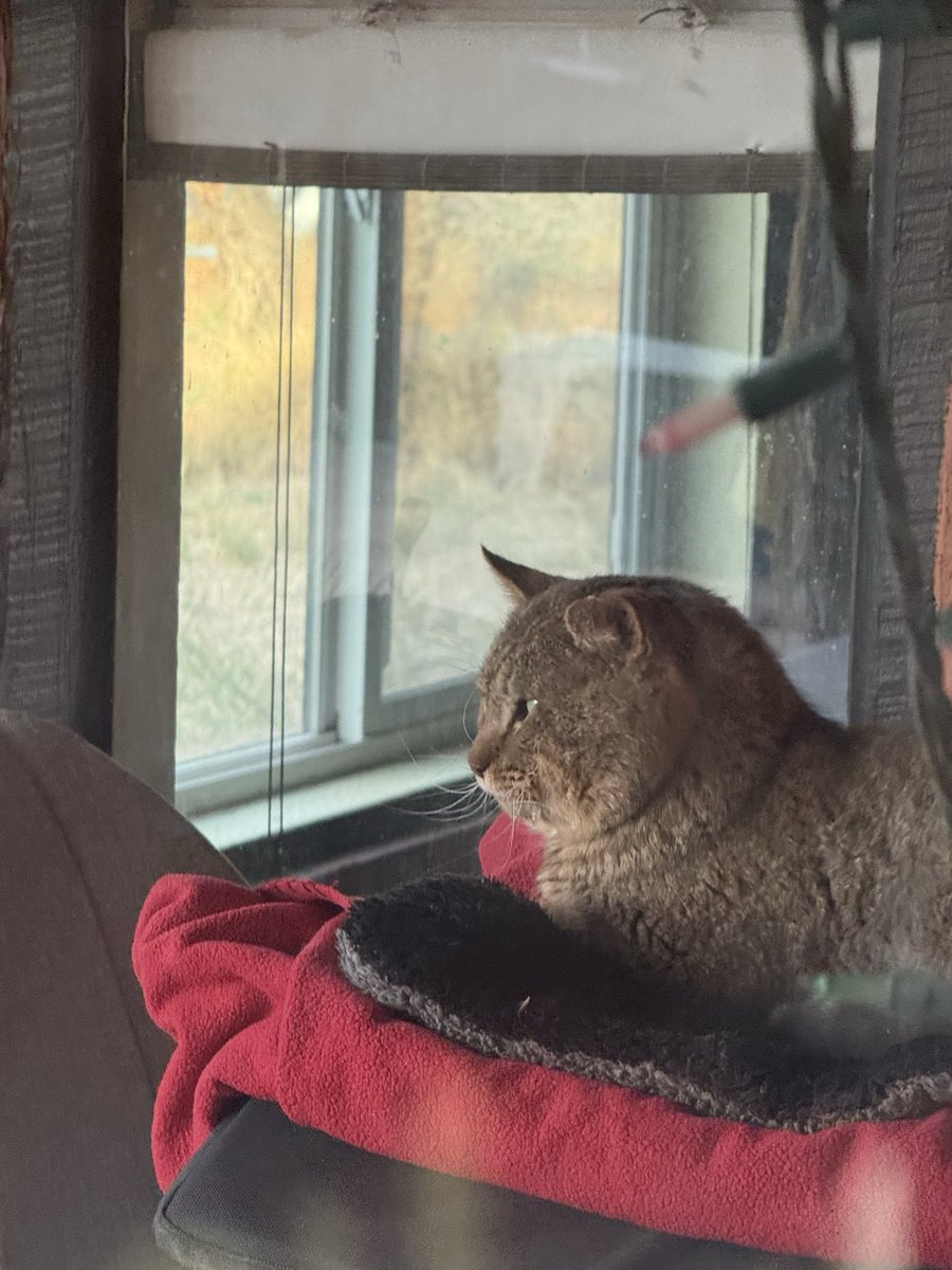 Alaina Catssadine's Cursed Cat Café tweet media