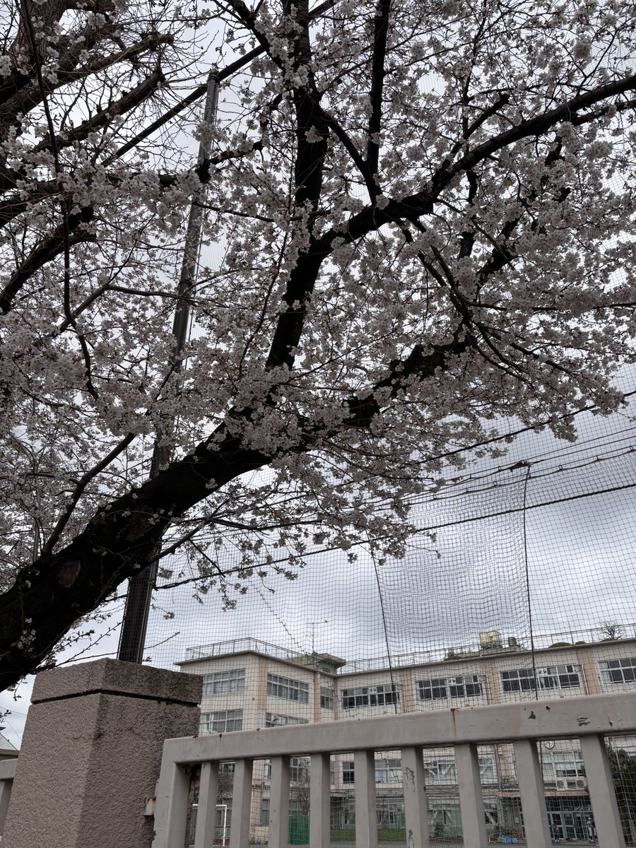 長谷部 美子｜行政書士オフィス ハナウタ＆おはかんり代表 tweet media