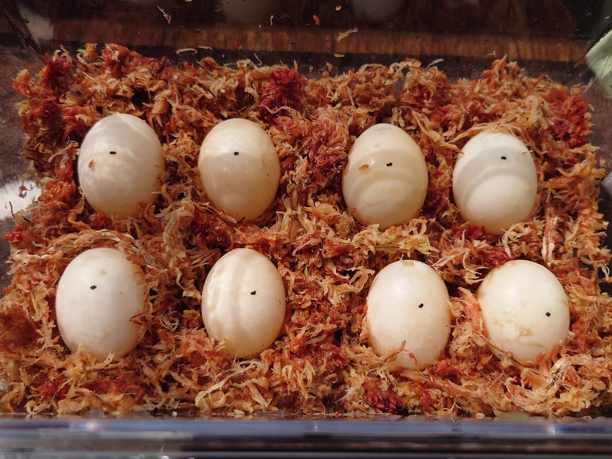 🌹黒龍剛刃🌹レプタイルズ🌹 tweet media