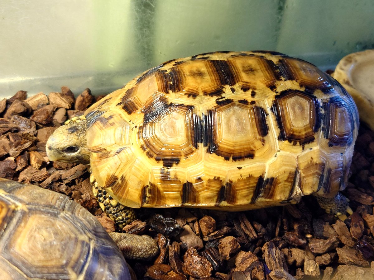 🌹黒龍剛刃🌹レプタイルズ🌹 tweet media