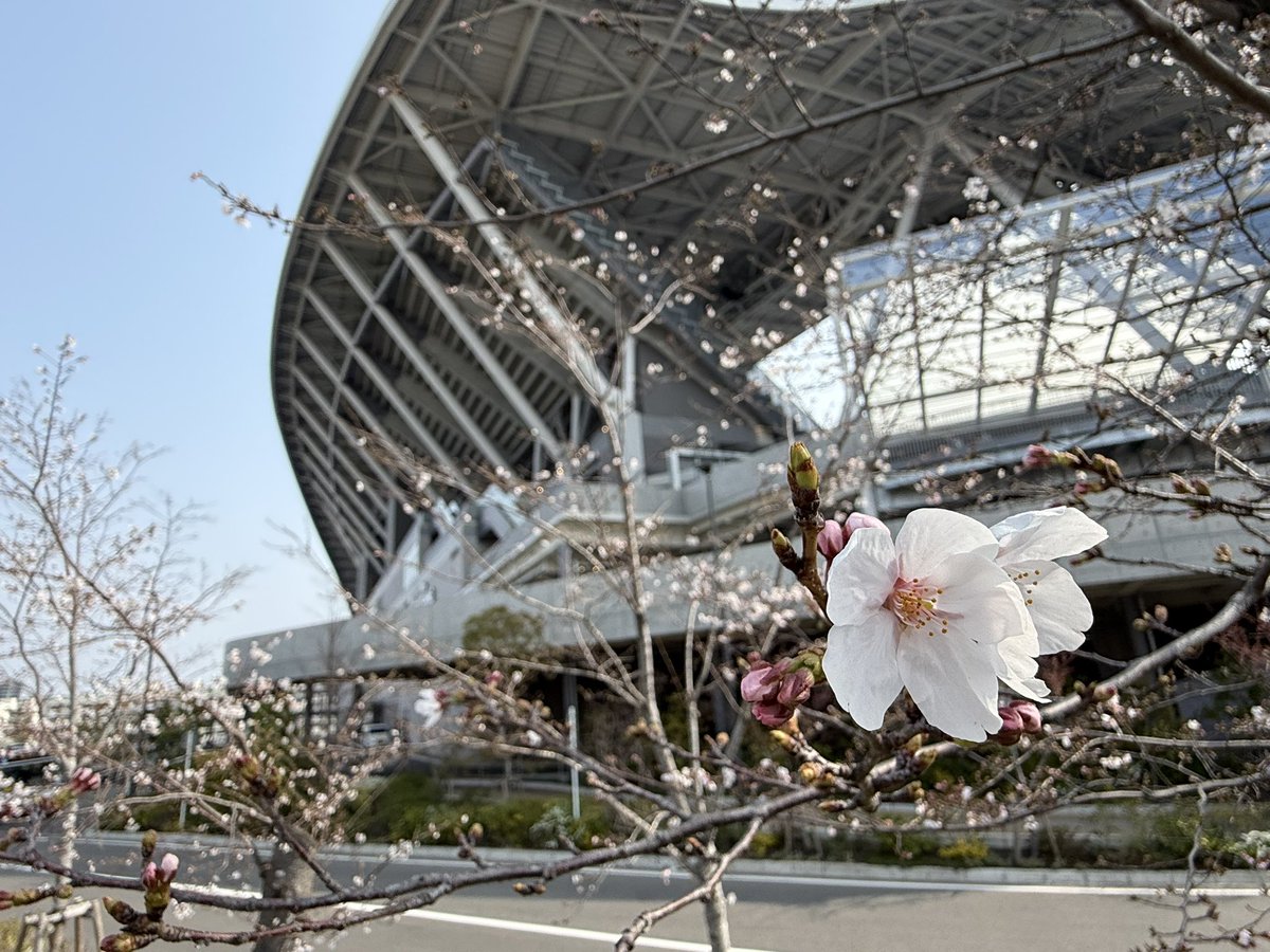 エディオンピースウイング広島 tweet media