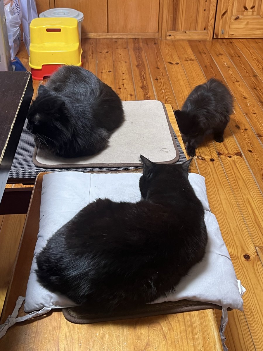 F2b84P's tweet photo. おはようございまーす♪
集合🐾
#黒猫 https://t.co/BTDOK5Rl7C