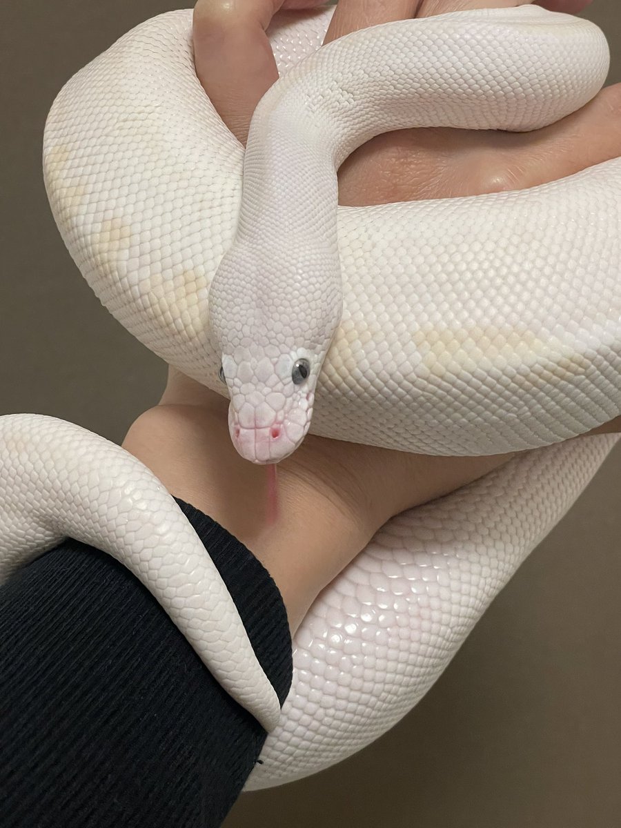 hitaaan3 tweet media