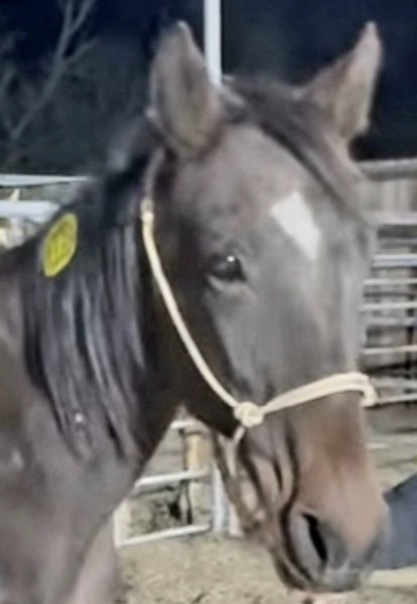 Standardbred Retirement Foundation tweet media