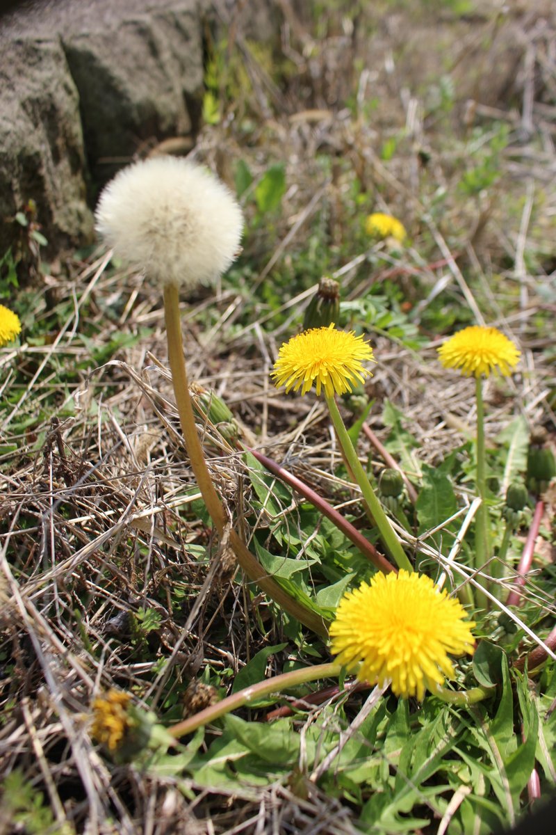 建　茂 tweet media