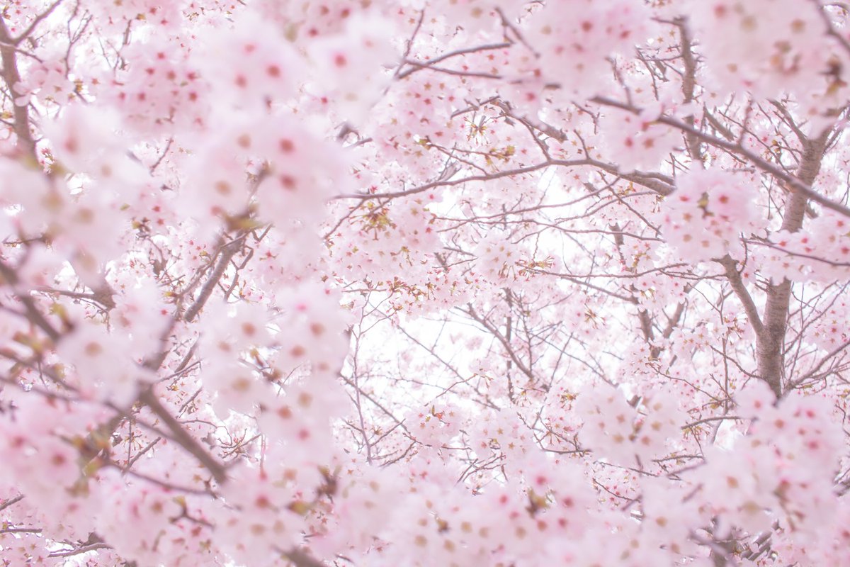 EarthlingJP's tweet photo. “Spring, Right Now“

Bloom proudly,
from the ends of branches
toward full blossom —
buds burst open,
and a tender spring begins.

/EarthlingJP
#poem #poetry #tanka #EnglishTanka #CherryBlossoms #SpringPoem https://t.co/d3zznWccl0