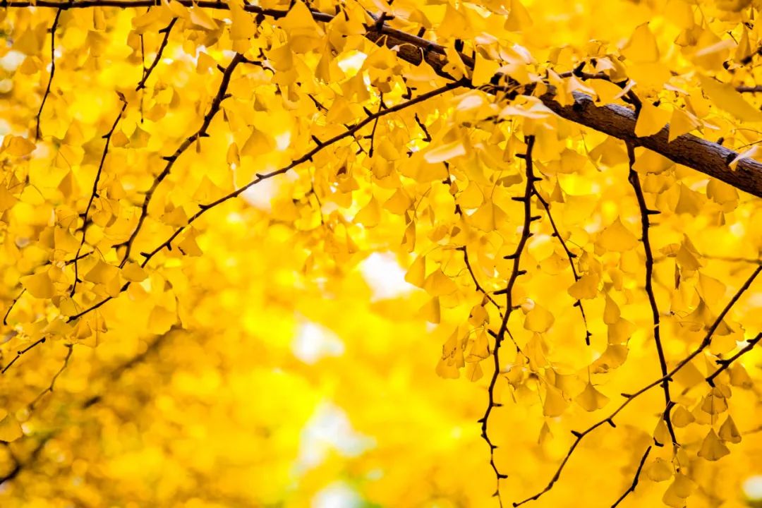 Francye Unelly tweet media