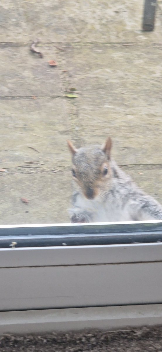 vanessaskingdom's tweet photo. @TomVeganMan I have a squirrel friend who does this. Bad picture, sorry. https://t.co/EyyaR9IiaT