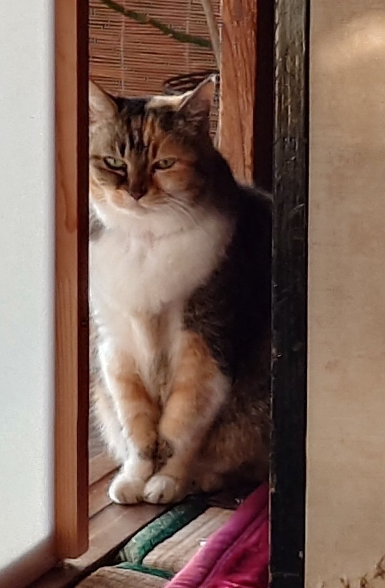 残光の助手 tweet media