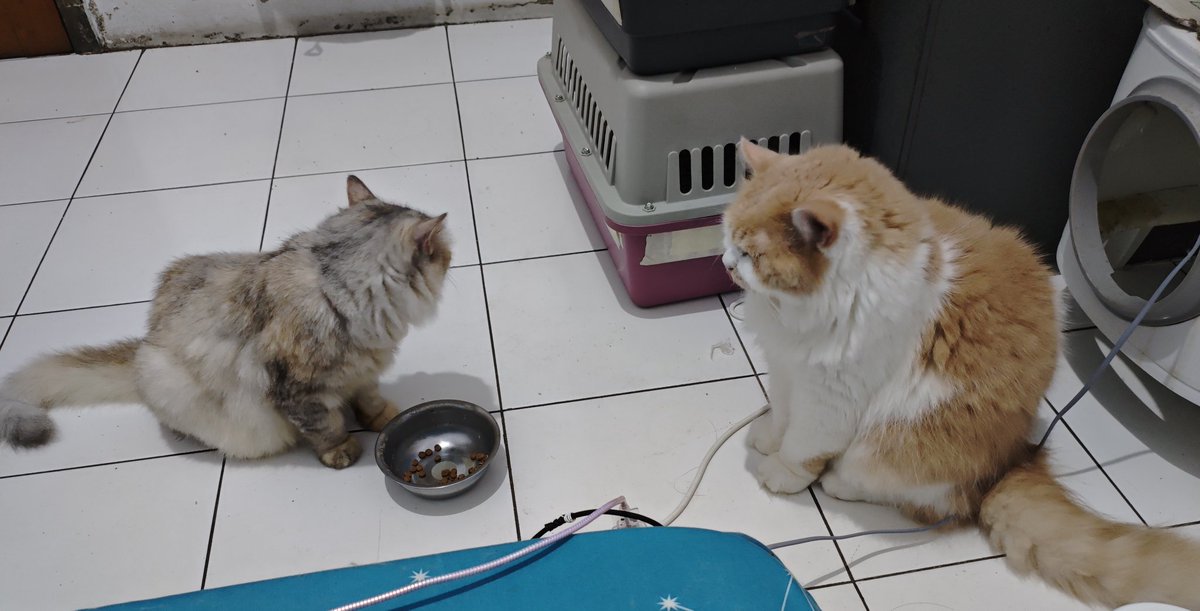 Mocca & M Family 🐱 tweet media