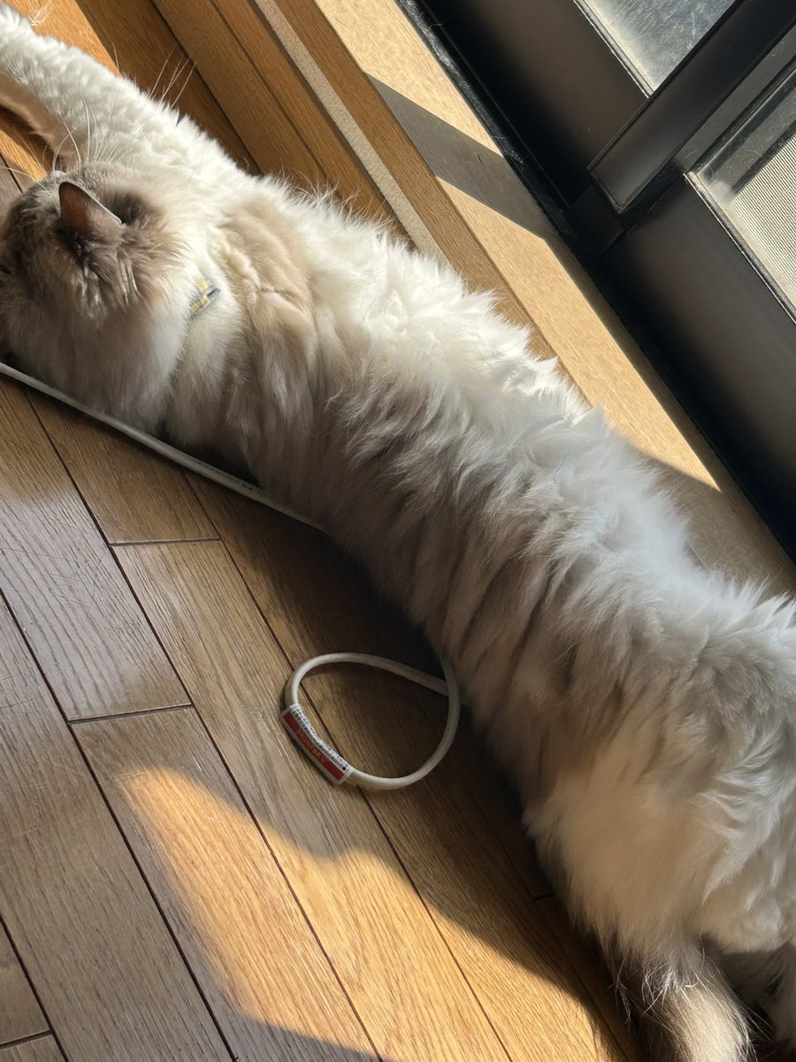 𝘕 𖠌꙳ tweet media