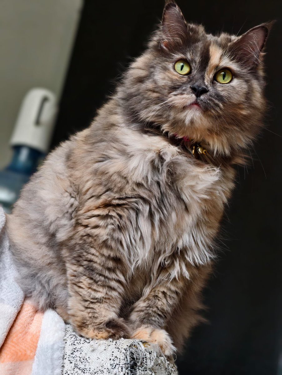 gagahmei🍵 tweet media