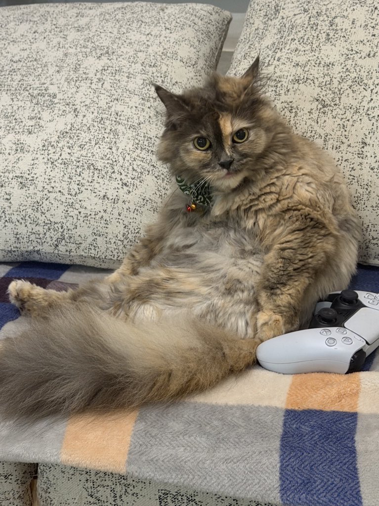 gagahmei🍵 tweet media