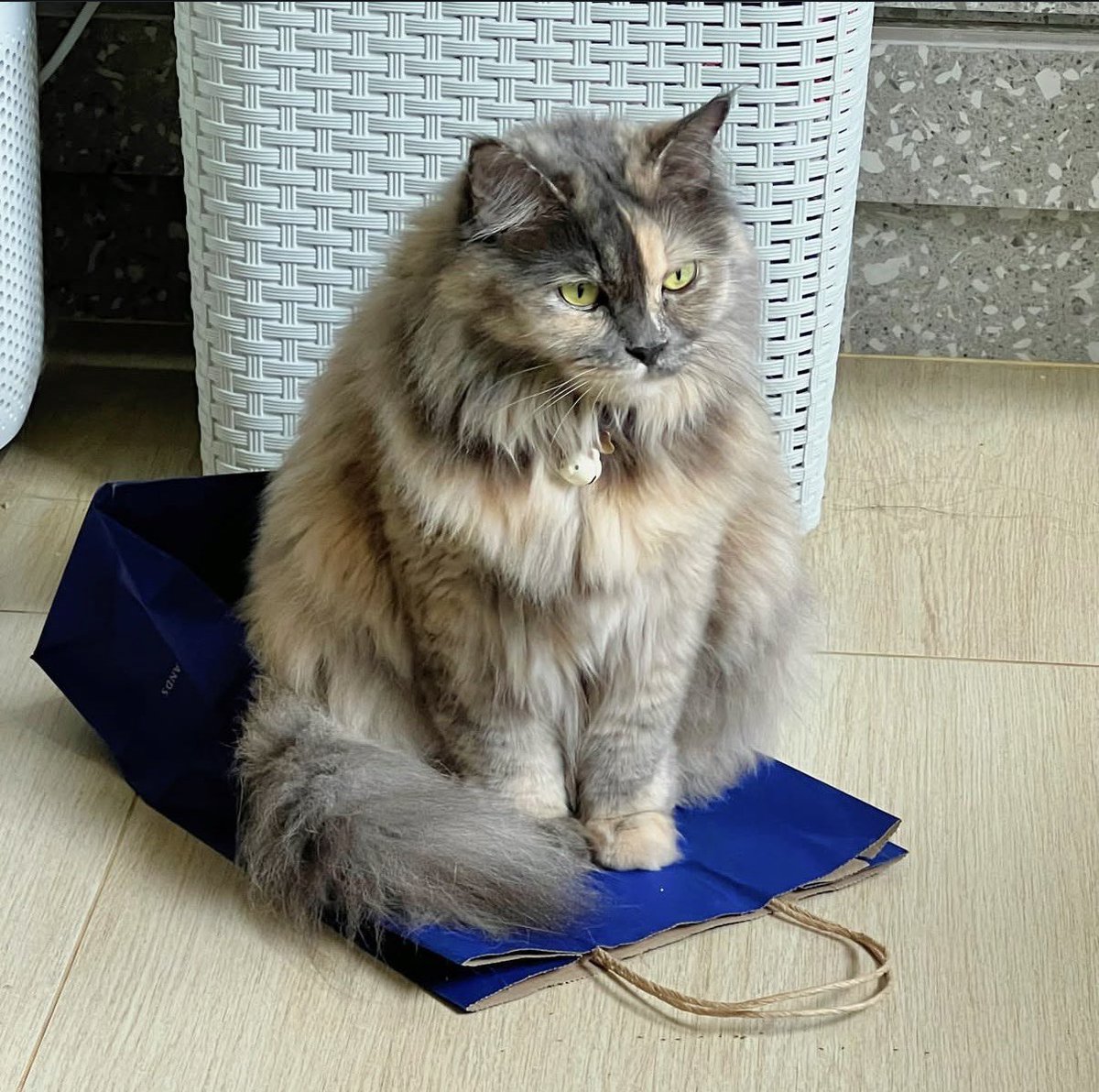 gagahmei🍵 tweet media