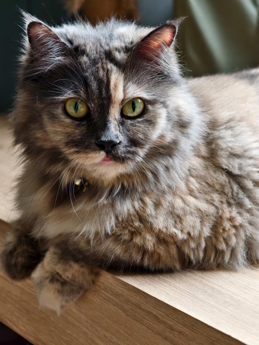 gagahmei🍵 tweet media