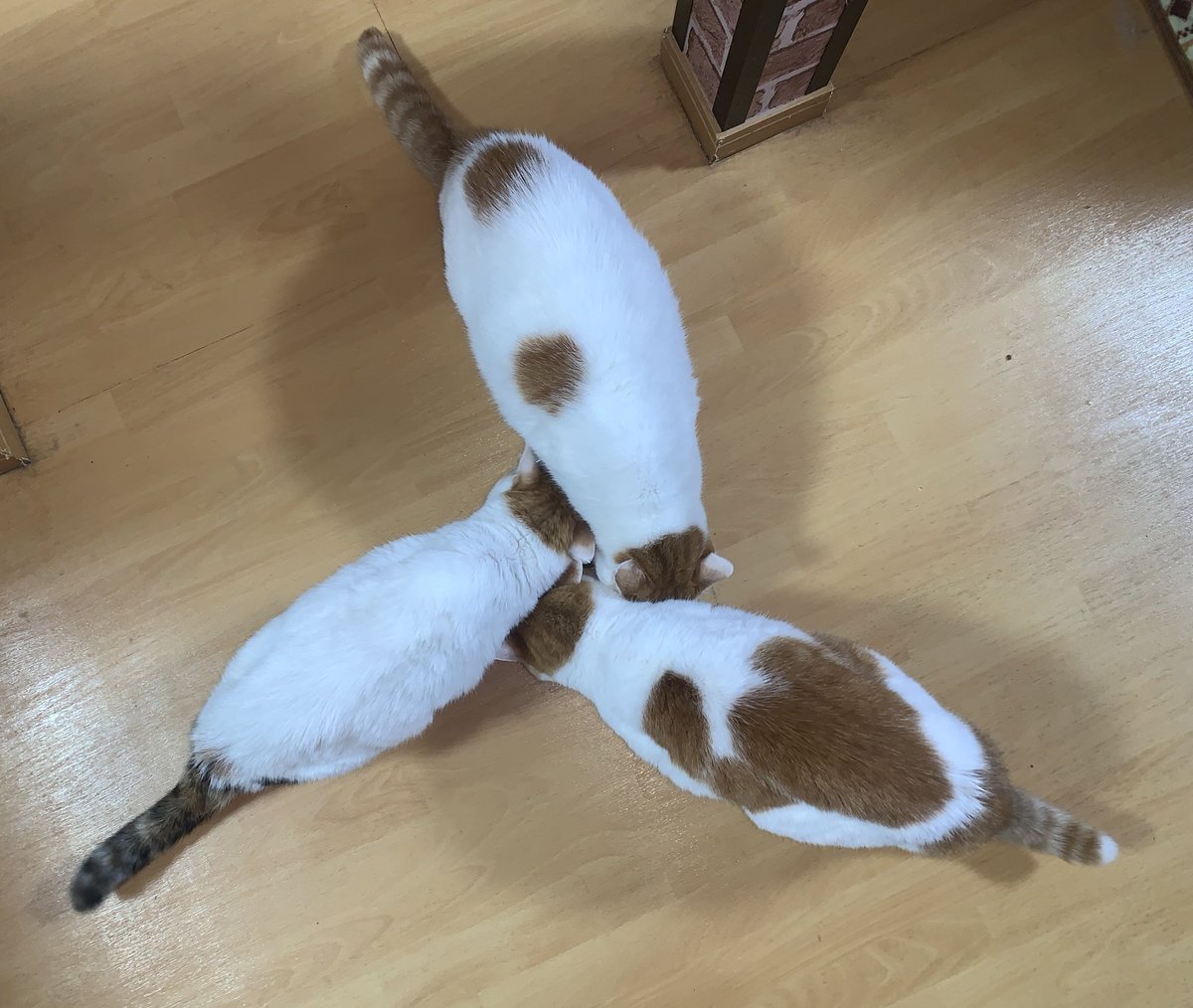 猫じゃらし tweet media