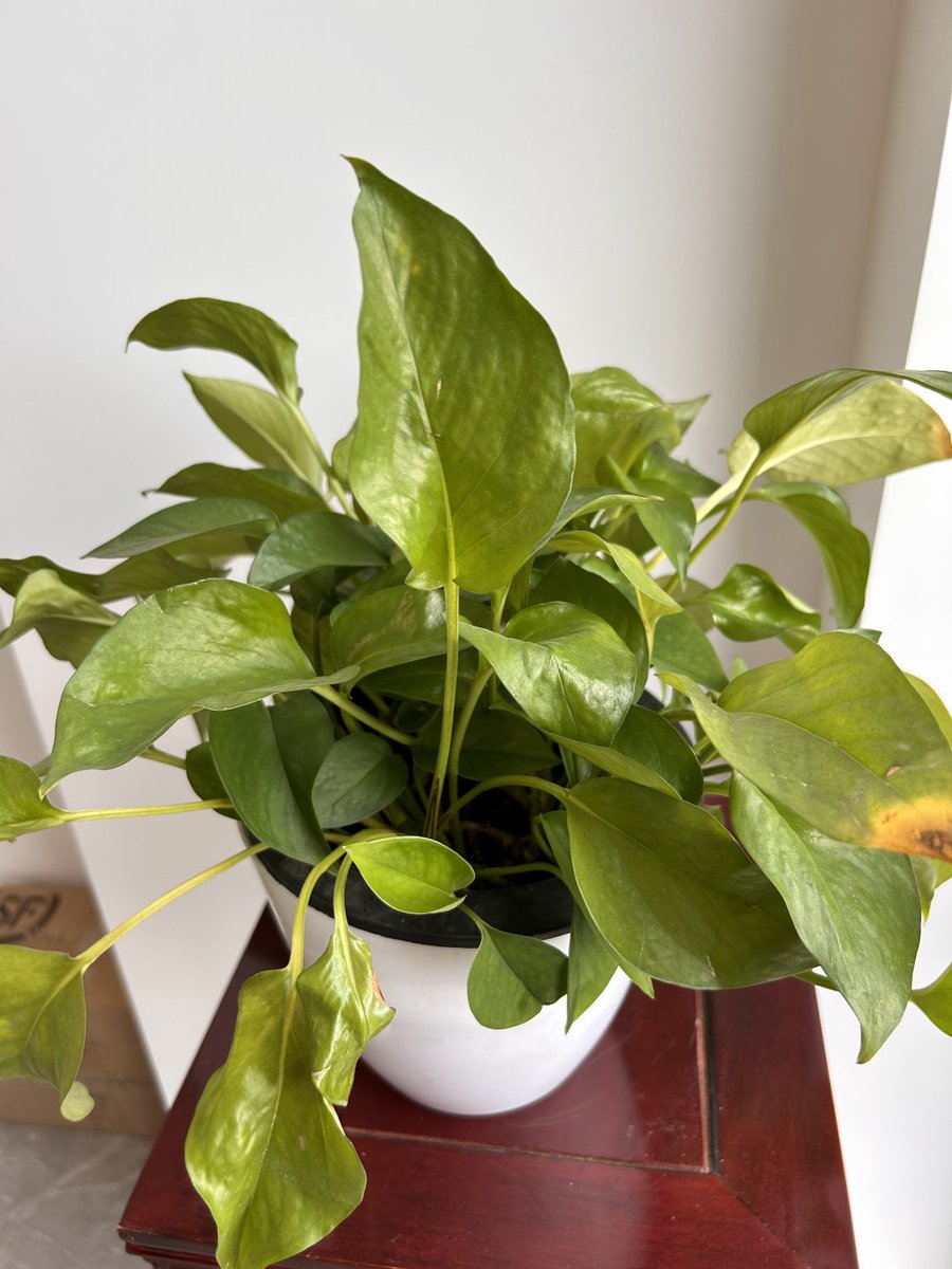 adriano garibotto tweet media