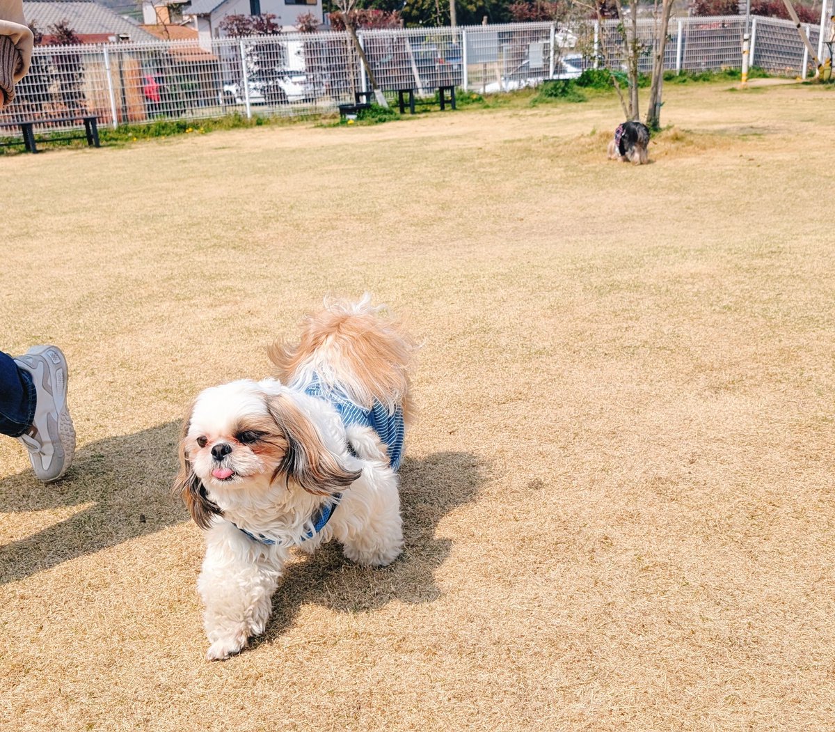 ぶんたとあんず(•ᴥ•ᐡ) tweet media