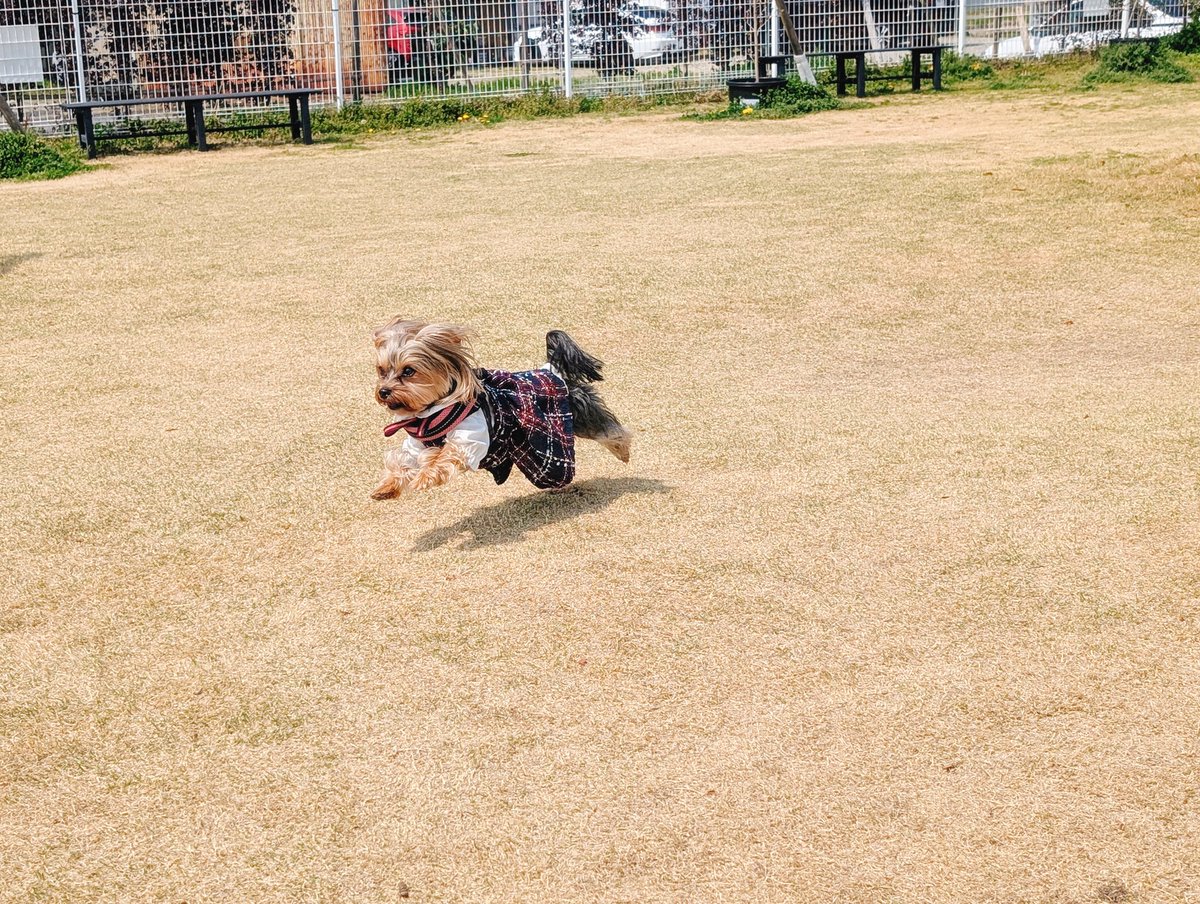 ぶんたとあんず(•ᴥ•ᐡ) tweet media