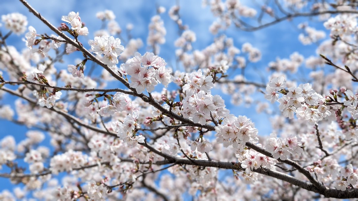 kokia5251's tweet photo. 桜の季節到来ですね
#桜 #さくら #桜2026 #お花見 #cherryblossom https://t.co/O5nayG7Xy7