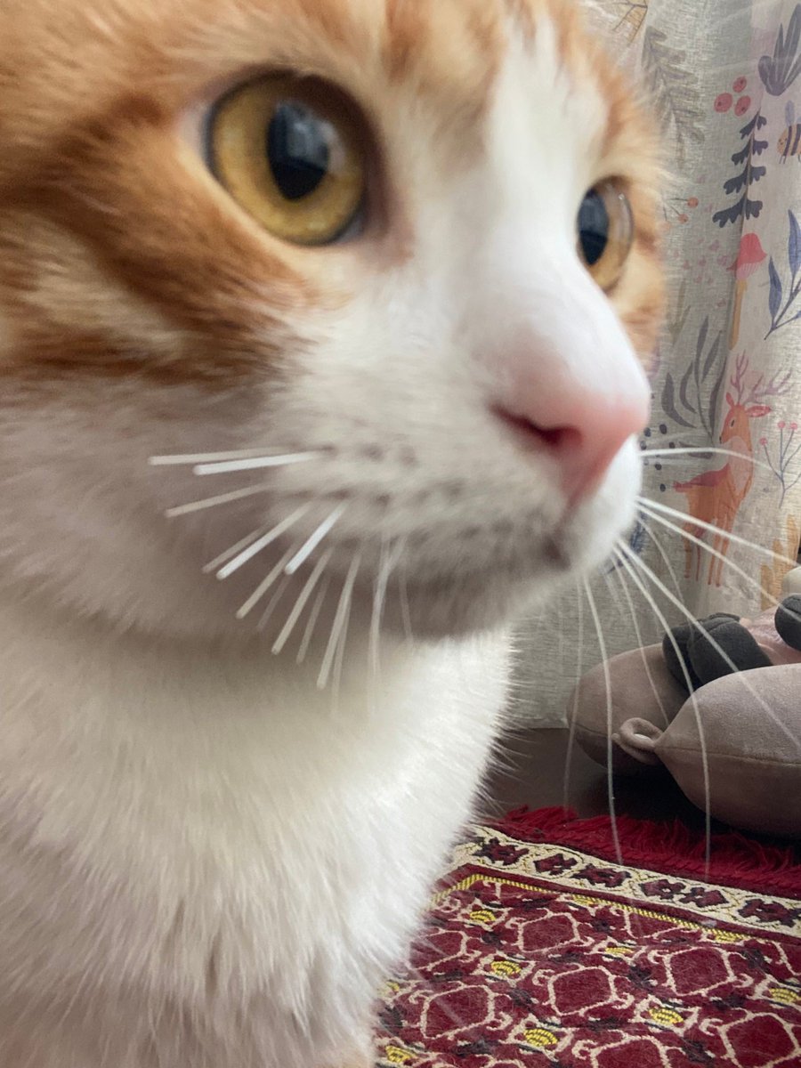 yourfavpetz's tweet photo. كاچو 🐈
"شنبه اتقص في ظروف غامضة، صحينا لاقيناه كده"
📸 @yasmeennee https://t.co/OW47KGUpUs
