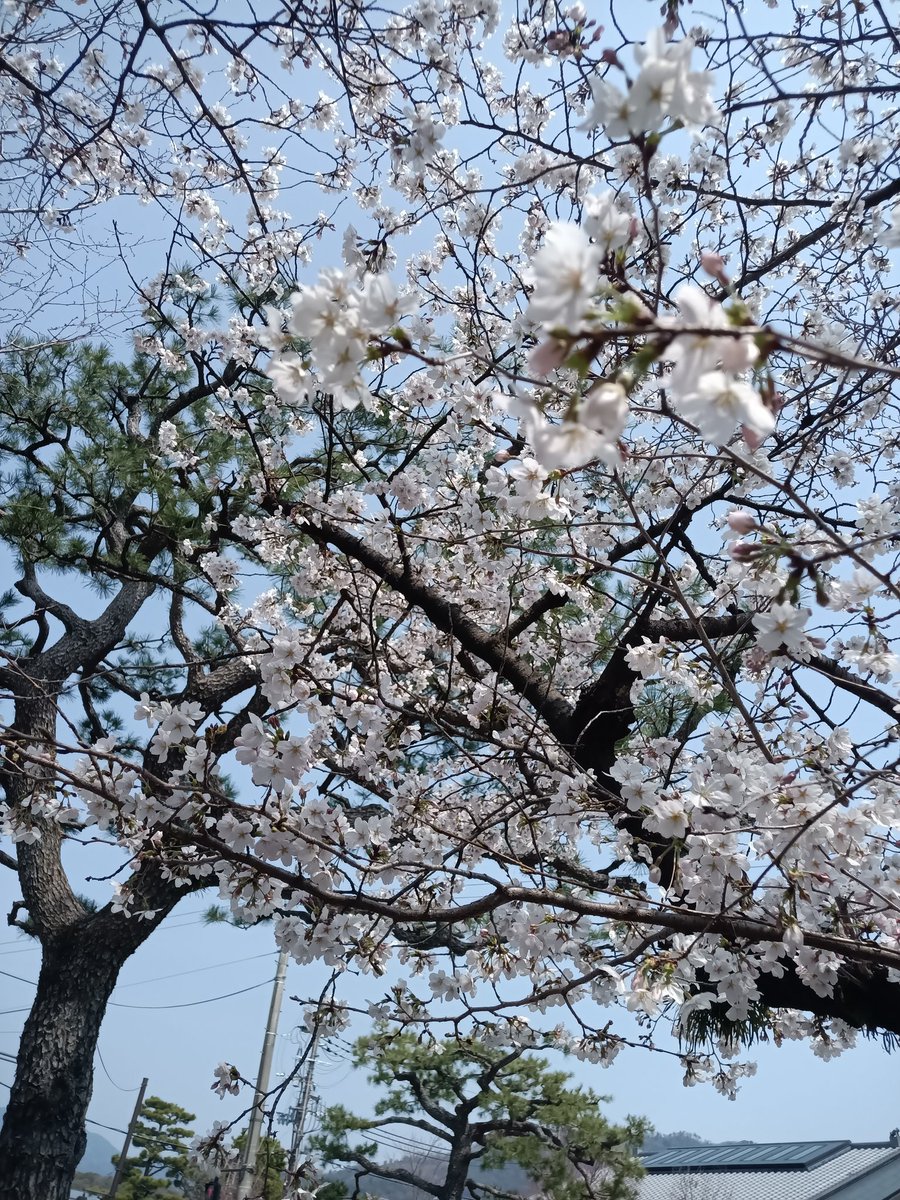 haniwa1000's tweet photo. 花見ー。京都御苑に行こうとして何故か平安神宮に来たのは内緒ｗ https://t.co/VWCcgF6Qa8