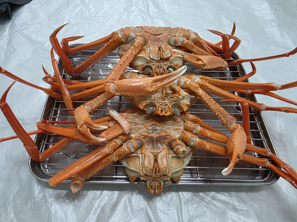 _리비_VRC tweet media