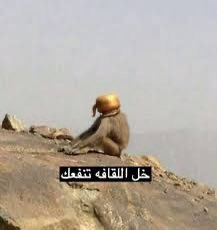 محمد هولمز tweet media