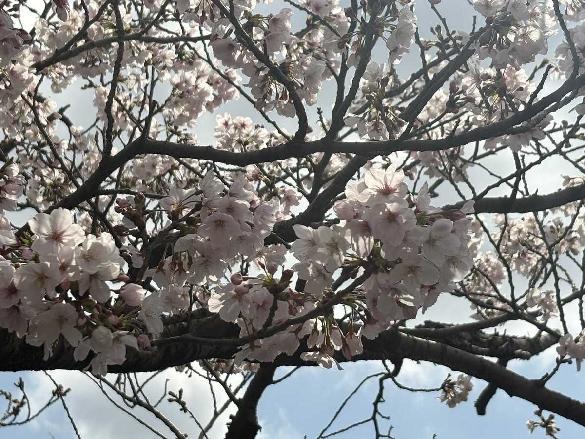 bfobfo's tweet photo. 今日は暖かいから走って🏃‍♂️みるかー？？？って思ってうろちょろしてみた。コップレ頻度減ってる分体力がジリ貧なので週1でも運動出来…………たら良いなぁ！(根本的に運動してこなかった女) https://t.co/t6VZS36g59